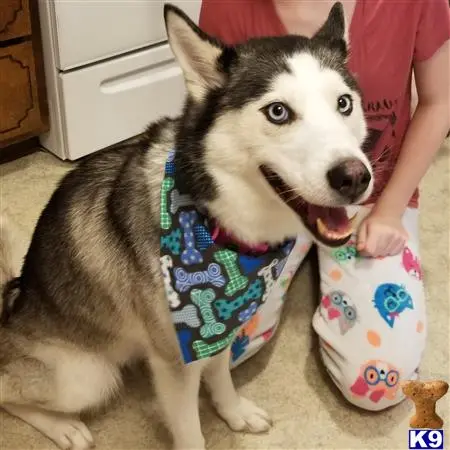 Siberian Husky female dog