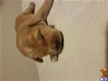 labradoodle puppy posted by kellis116