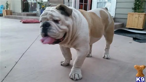 English Bulldog stud dog