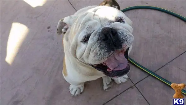 English Bulldog stud dog