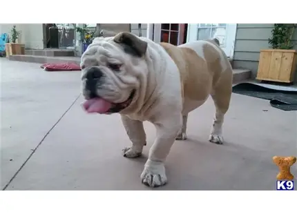 English Bulldog