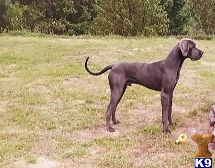 Great Dane stud dog: a great dane dog standing in a field