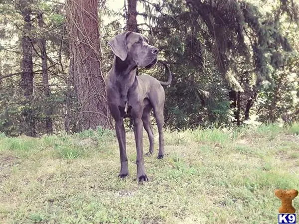 Great Dane stud dog: a great dane dog standing in a grassy area