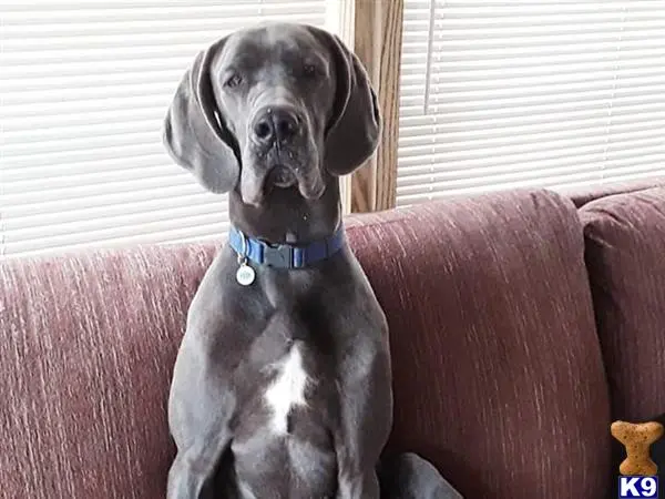 Great Dane stud dog: a great dane dog sitting on a couch