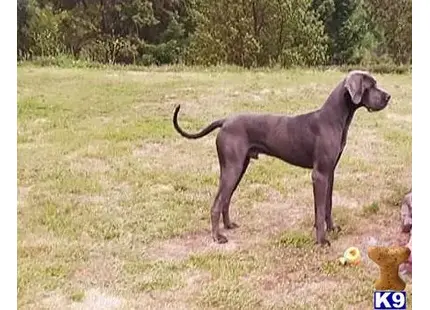 Great Dane stud dog: a great dane dog standing in a field