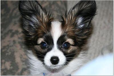 a papillon dog looking at the camera