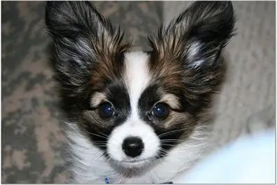 a papillon dog looking at the camera