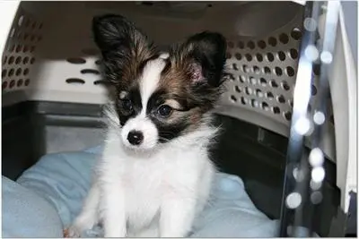 a papillon dog sitting in a car