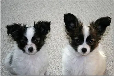 a collage of a papillon dog