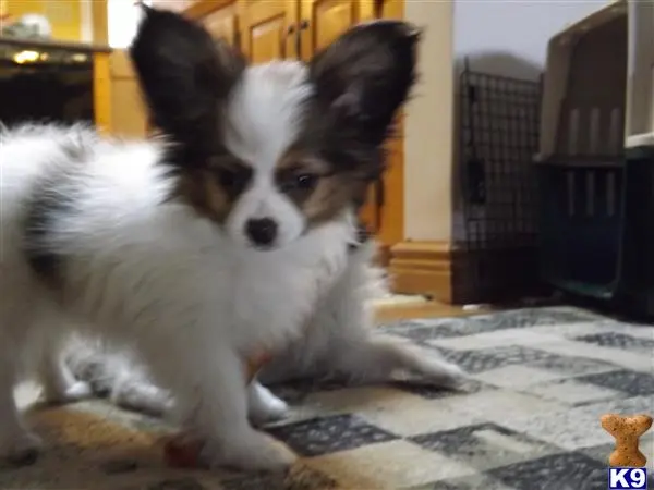 Papillon puppy for sale: a papillon dog sitting on a rug