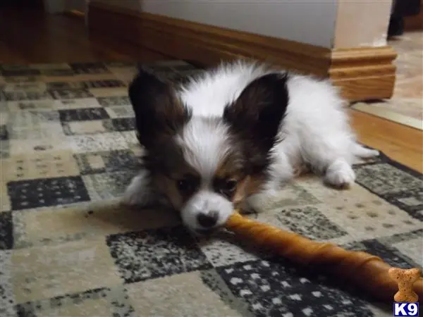 Papillon puppy for sale: a papillon dog lying on a rug