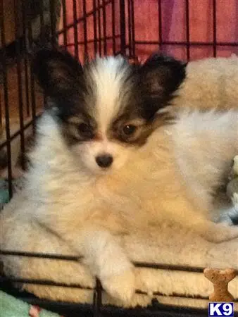 Papillon puppy for sale: a papillon dog in a cage