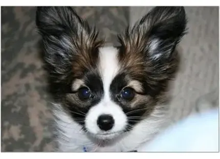 Papillon puppy for sale: a papillon dog looking at the camera