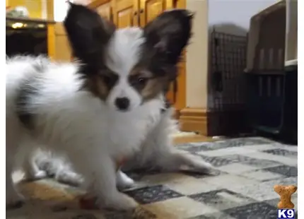 a papillon dog sitting on a rug