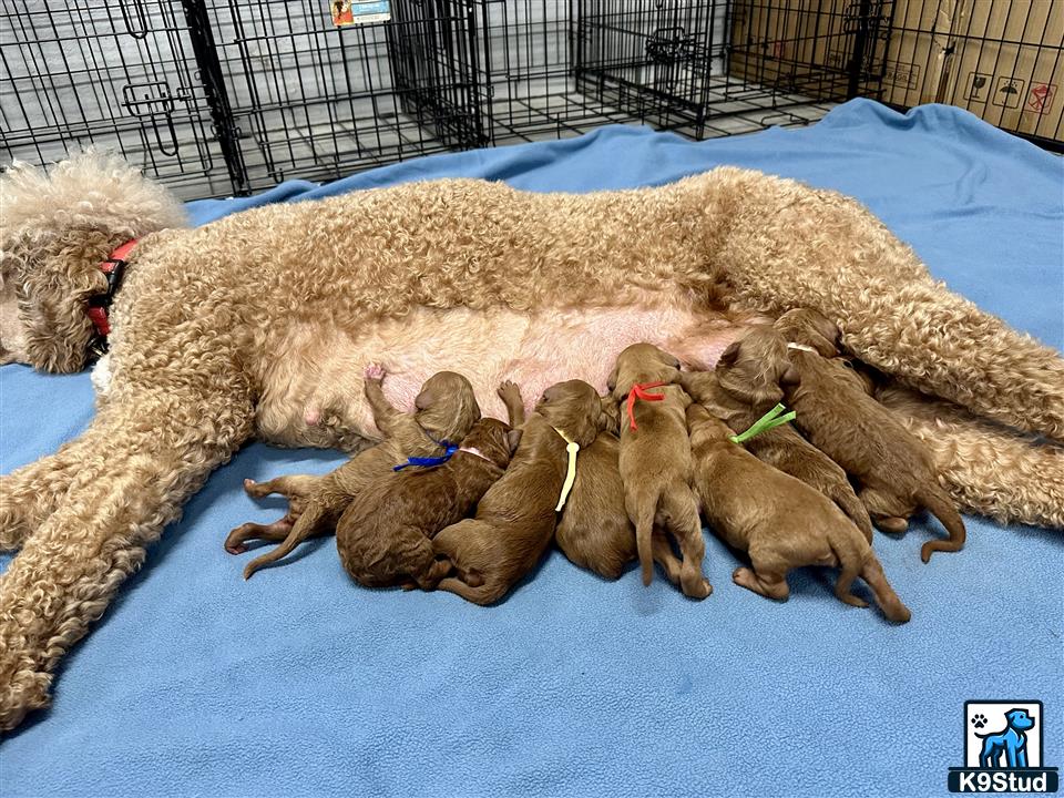 Goldendoodles puppy
