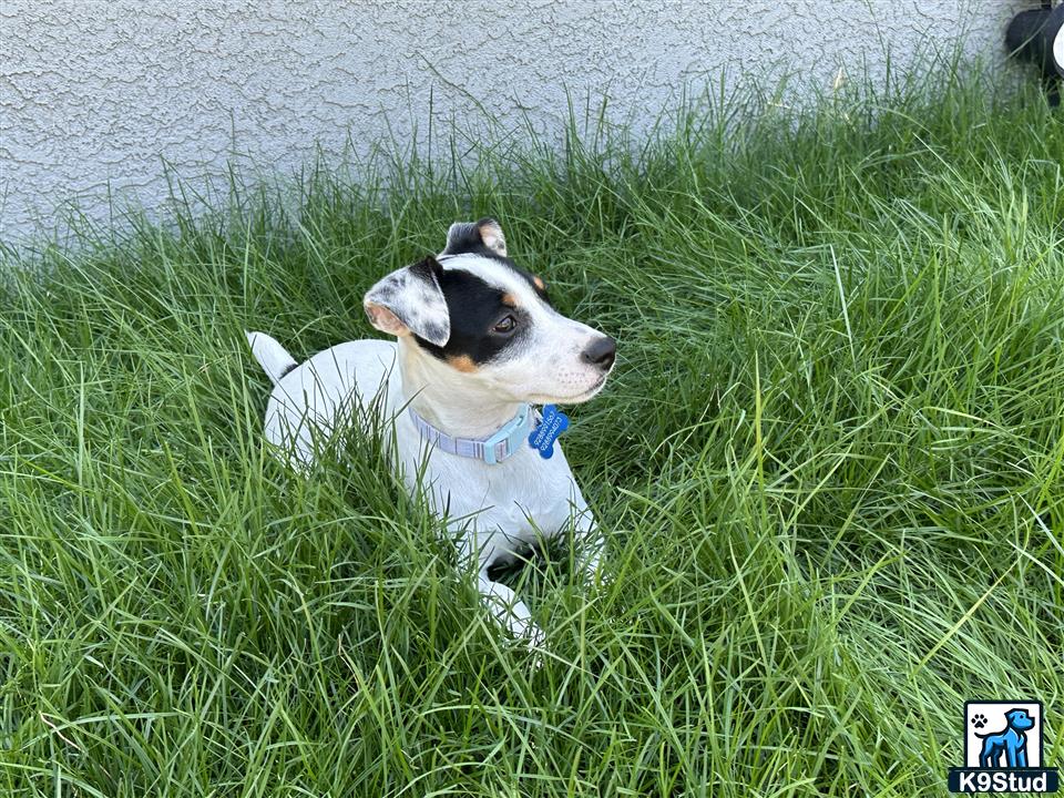 a jack russell terrier dog in a grassy area