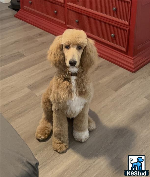 a poodle dog sitting on the floor