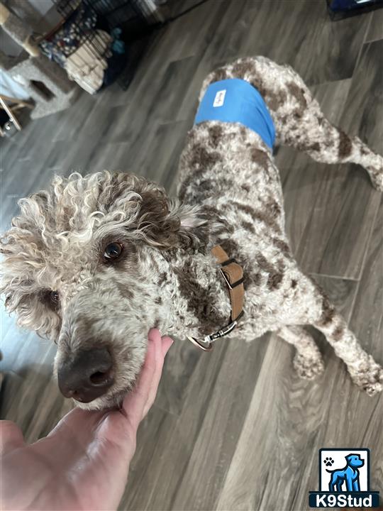 a poodle dog with a blue hat