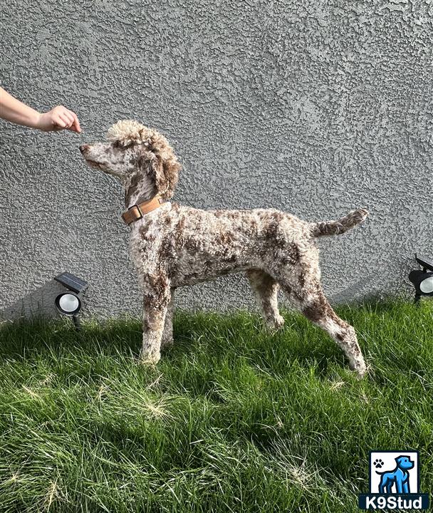 a poodle dog standing on grass