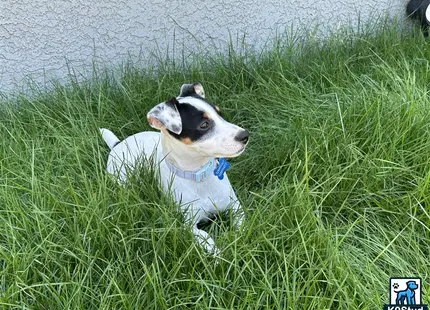 a jack russell terrier dog in a grassy area