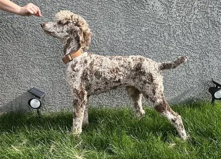 a poodle dog standing on grass