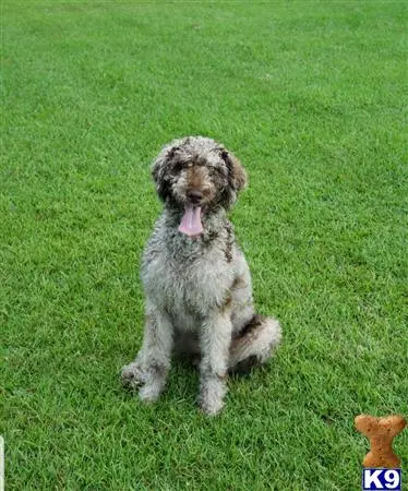 Labradoodle stud dog