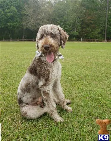 Labradoodle stud dog