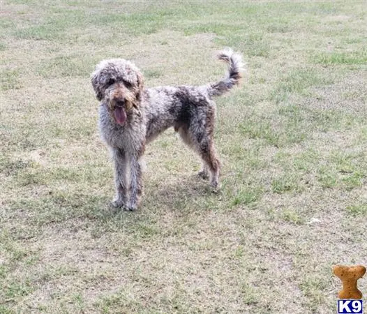 Labradoodle stud dog