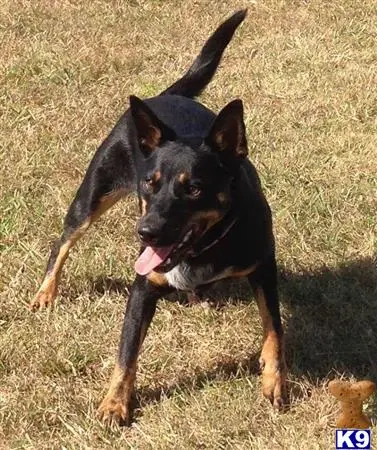 Australian Kelpie female dog