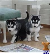 Siberian Husky