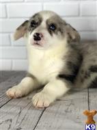pembroke welsh corgi puppy posted by kelvinjack1912