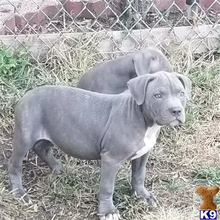 American Bully puppy for sale