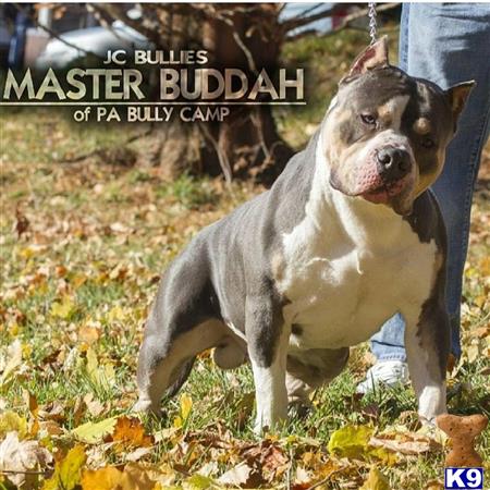 a american bully dog standing on grass