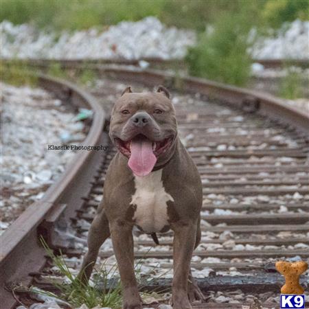 a american bully dog sitting on a bench