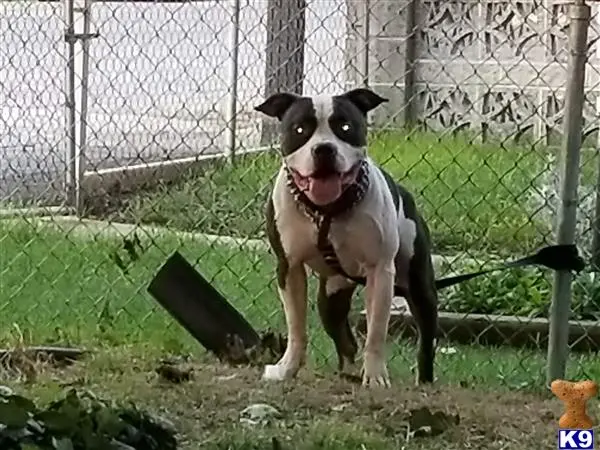 American Bully stud dog