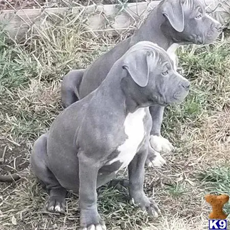 American Bully puppy for sale