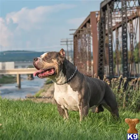 American Bully stud dog