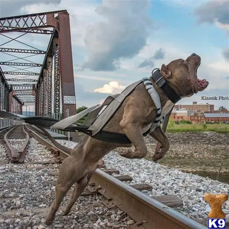 American Bully stud dog