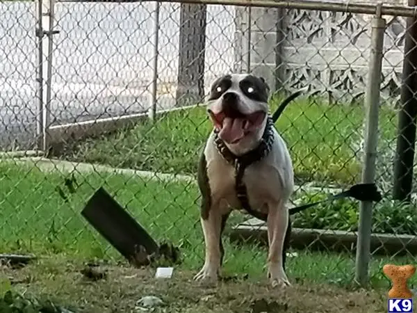 American Bully stud dog