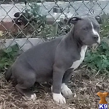 American Bully puppy for sale