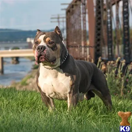 American Bully stud dog