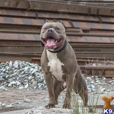 American Bully stud dog