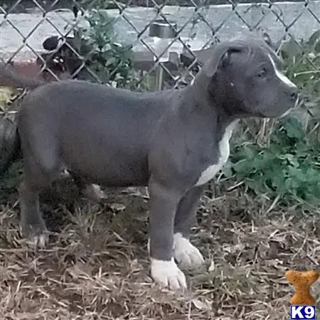 American Bully puppy for sale