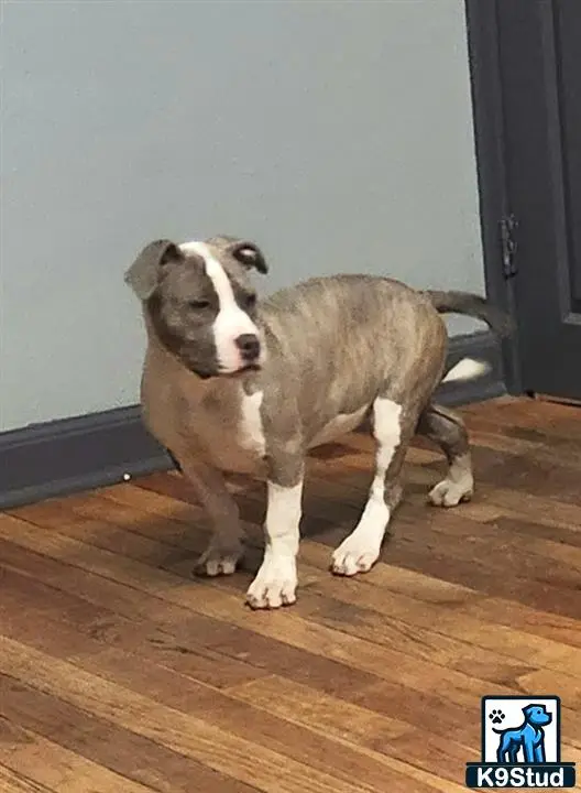 American Bully puppy for sale