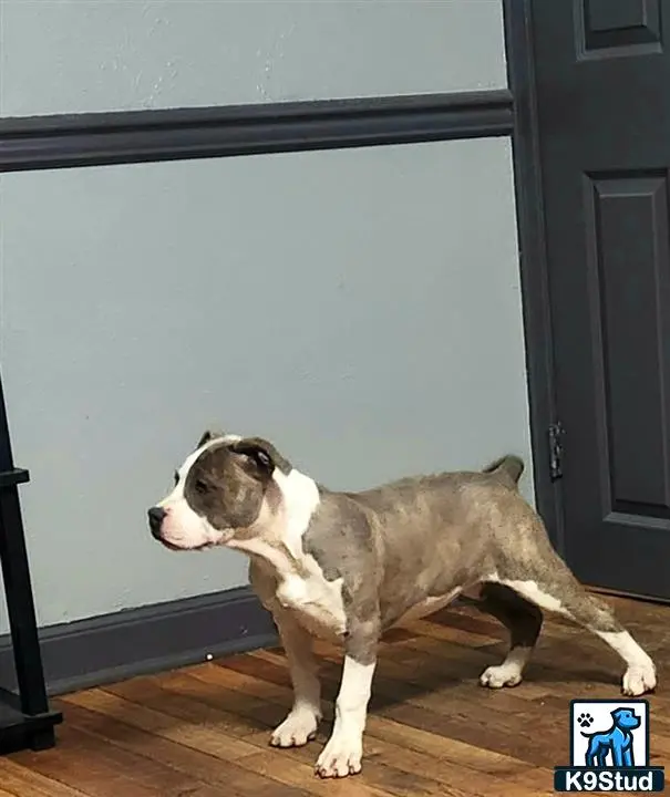 American Bully puppy for sale