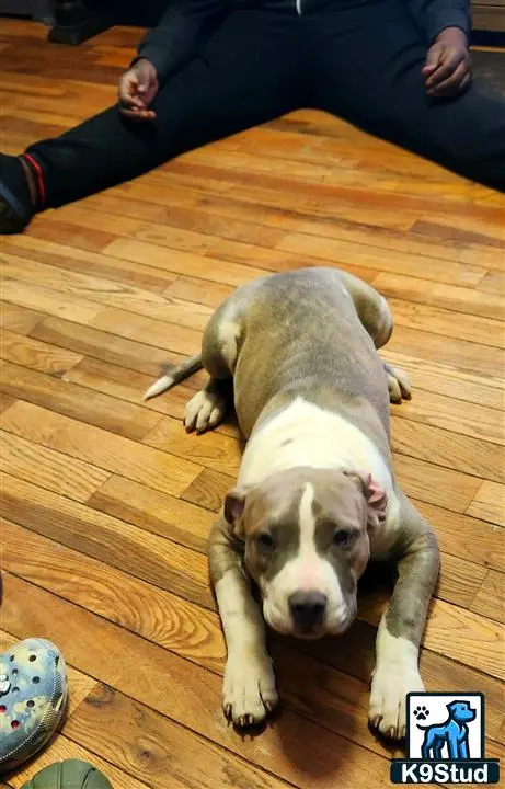 American Bully puppy for sale