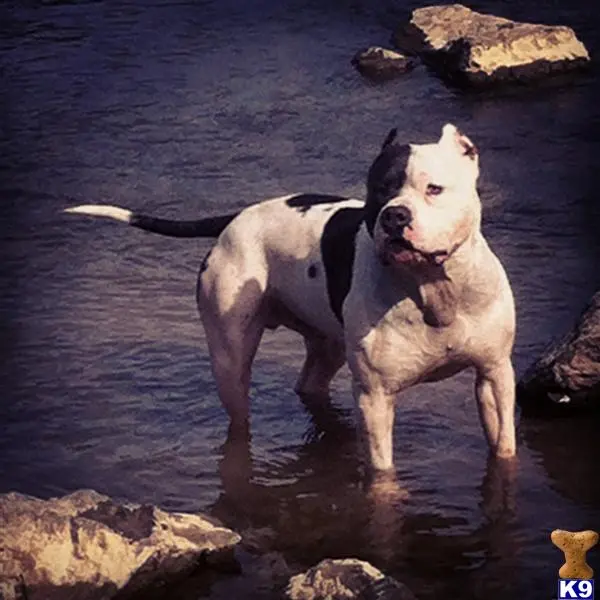 American Pit Bull stud dog