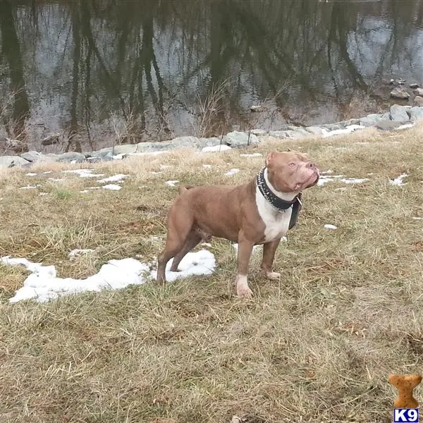 American Pit Bull stud dog