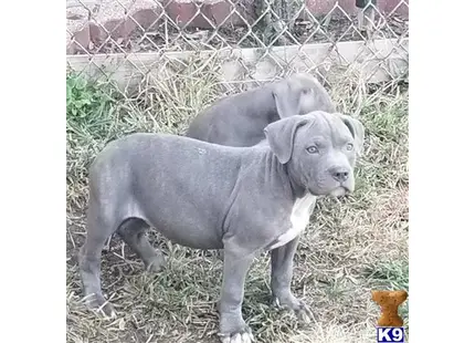 American Bully