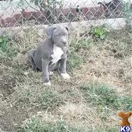 american bully puppy posted by kelvinth